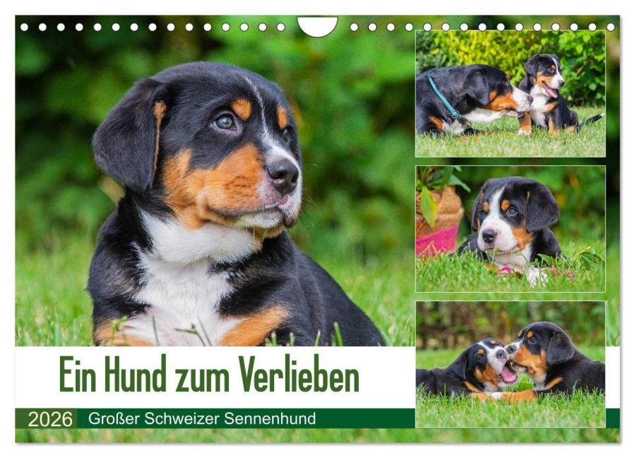 Ein Hund zum Verlieben - Großer Schweizer Sennenhund (Wandkalender 2026 DIN A4 quer), CALVENDO Monatskalender - 