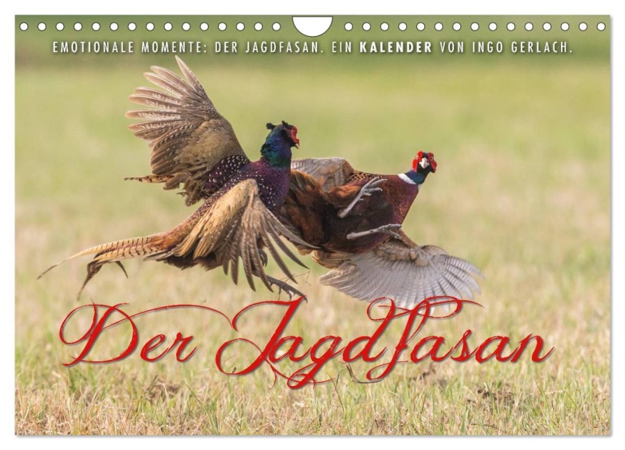Emotionale Momente: Der Jagdfasan. (Wandkalender 2026 DIN A4 quer), CALVENDO Monatskalender - Ingo Gerlach