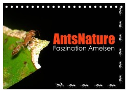 Cover-Bild zum Titel 'AntsNature - Faszination Ameisen (Tischkalender 2026 DIN A5 quer), CALVENDO Monatskalender' von 'Bianca Drenske'