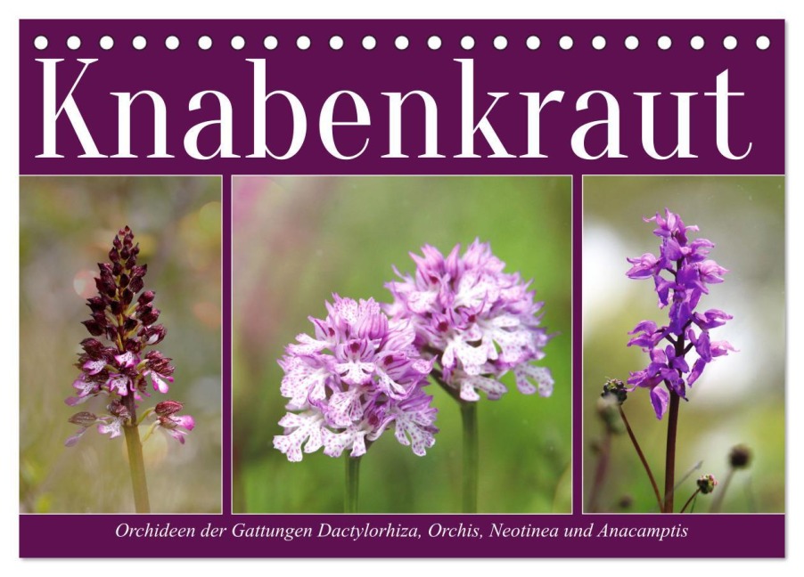 Knabenkraut (Tischkalender 2026 DIN A5 quer), CALVENDO Monatskalender - Sabine Löwer