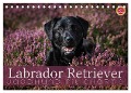Labrador Retriever - Jagdhund mit Charme (Tischkalender 2024 DIN A5 quer), CALVENDO Monatskalender - Martina Cross