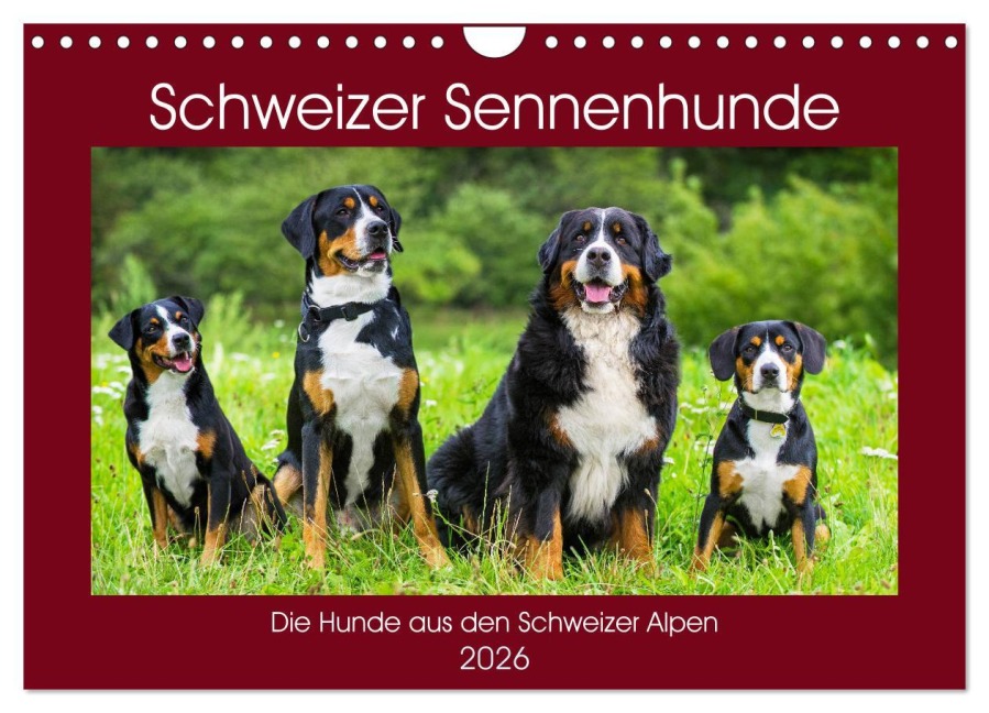 Schweizer Sennenhunde - die Hunde aus den Schweizer Alpen (Wandkalender 2026 DIN A4 quer), CALVENDO Monatskalender - Sigrid Starick