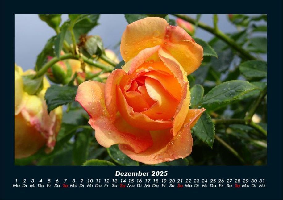 InsideView 4