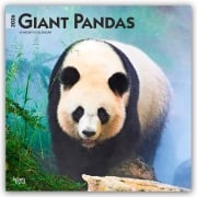 Giant Pandas - Großer Panda - Pandabären 2026 - 16-Monatskalender - Browntrout Publishers