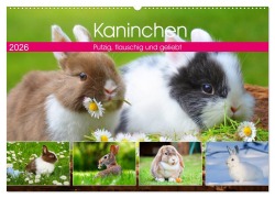 Cover-Bild zum Titel 'Kaninchen. Putzig, flauschig und geliebt (Wandkalender 2026 DIN A2 quer), CALVENDO Monatskalender' von 'Rose Hurley'