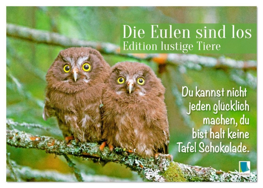 Die Eulen sind los: Edition lustige Tiere (Tischkalender 2026 DIN A5 quer), CALVENDO Monatskalender - Calvendo Calvendo