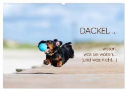Cover-Bild zum Titel 'DACKEL... wissen was sie wollen... (und was nicht...) (Wandkalender 2026 DIN A2 quer), CALVENDO Monatskalender' von 'Annett Mirsberger annettmirsberger. de'