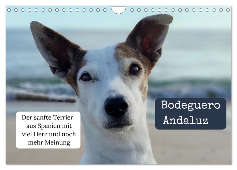 Ratonero Bodeguero Andaluz (Wandkalender 2027 DIN A4 quer), CALVENDO Monatskalender - Swantje Rost