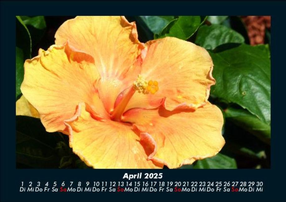 InsideView 8