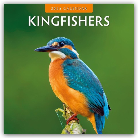 Kingfishers - Eisvögel 2025 - 16-Monatskalender - 