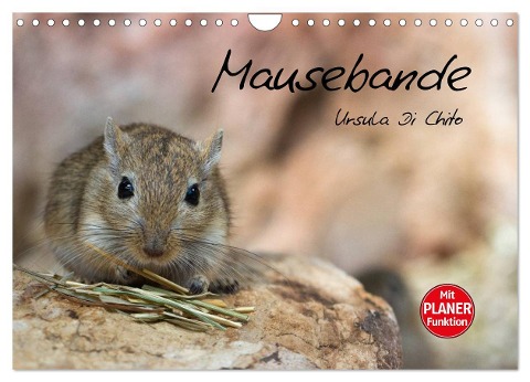 Mausebande (Wandkalender 2024 DIN A4 quer), CALVENDO Monatskalender - Ursula Di Chito