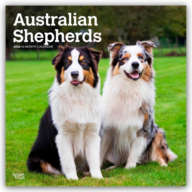 Australian Shepherds 2026 - 16-Monatskalender - Browntrout Publishers