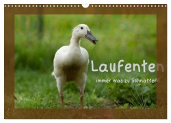 Cover-Bild zum Titel 'Laufenten immer was zu Schnattern (Wandkalender 2026 DIN A3 quer), CALVENDO Monatskalender' von 'Angela Münzel-Hashish - Www. Tierphotografie. Com'