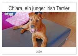 Cover-Bild zum Titel 'Chiara, ein junger Irish Terrier (Wandkalender 2026 DIN A2 quer), CALVENDO Monatskalender' von 'Claudia Schimon'