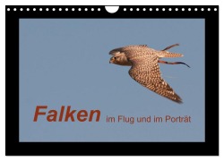 Cover-Bild zum Titel 'Falken im Flug und im Porträt (Wandkalender 2026 DIN A4 quer), CALVENDO Monatskalender' von 'Karolina Gasteiger'