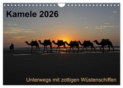 Cover-Bild zum Titel 'Kamele 2026 - Unterwegs mit zottigen Wüstenschiffen (Wandkalender 2026 DIN A4 quer), CALVENDO Monatskalender' von 'Melanie Weber'