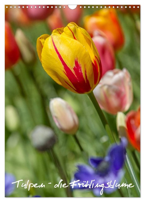 Tulpen - die Frühlingsblume (Wandkalender 2024 DIN A3 hoch), CALVENDO Monatskalender - Immephotography Immephotography