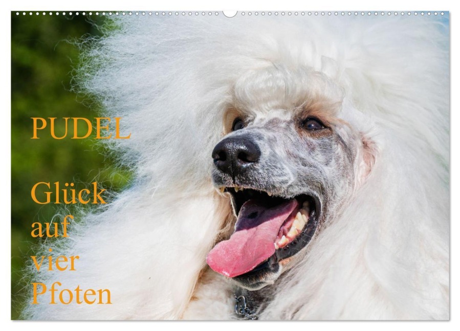 Pudel - Glück auf vier Pfoten (Wandkalender 2025 DIN A2 quer), CALVENDO Monatskalender - Sigrid Starick