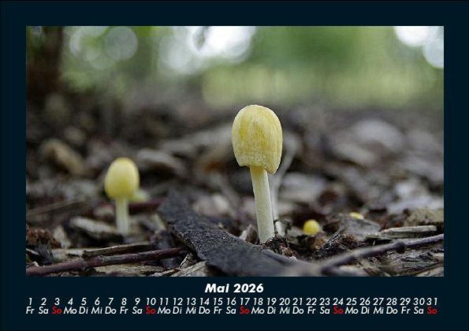 InsideView 9