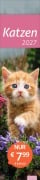 Cover-Bild zum Titel 'times&more Katzen Langplaner 2027' von ''