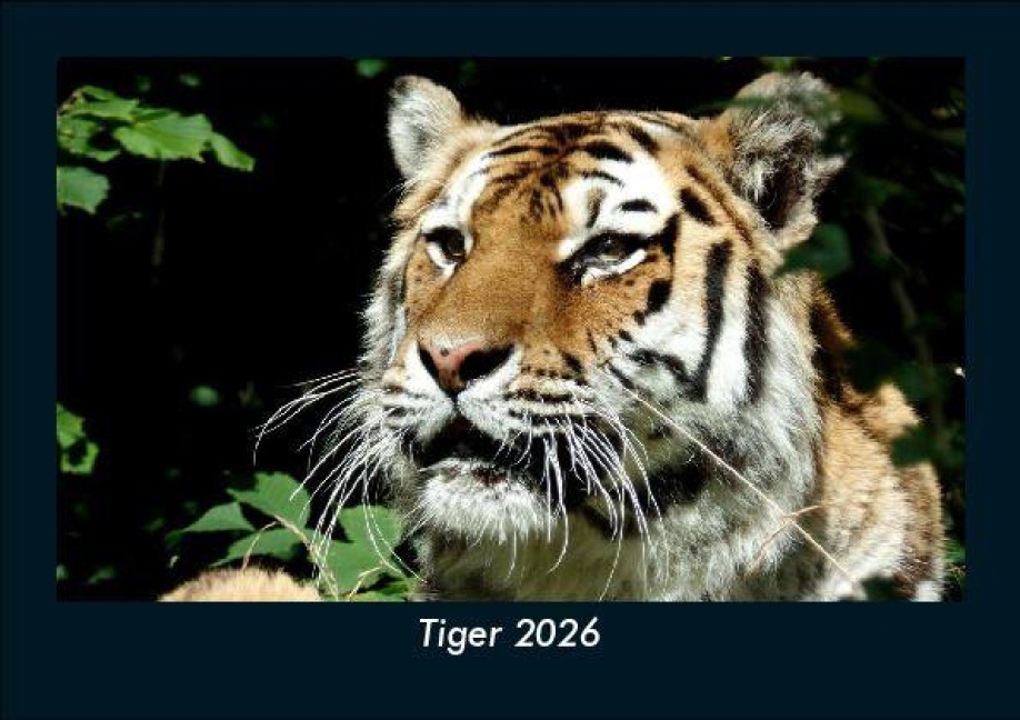 Tiger 2026 Fotokalender DIN A5 - Tobias Becker