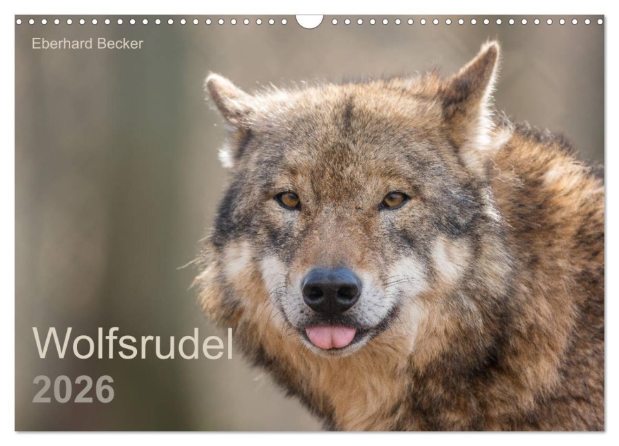 Wolfsrudel (Wandkalender 2026 DIN A3 quer), CALVENDO Monatskalender - Eberhard Becker