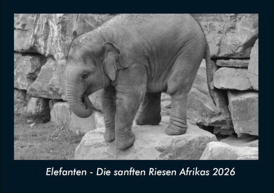Elefanten - Die sanften Riesen Afrikas 2026 Fotokalender DIN A4 - Tobias Becker