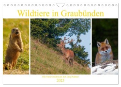 Wildtiere in Graubünden. Die Natur entdecken mit Jürg Plattner (Wandkalender 2025 DIN A4 quer), CALVENDO Monatskalender - Jürg Plattner