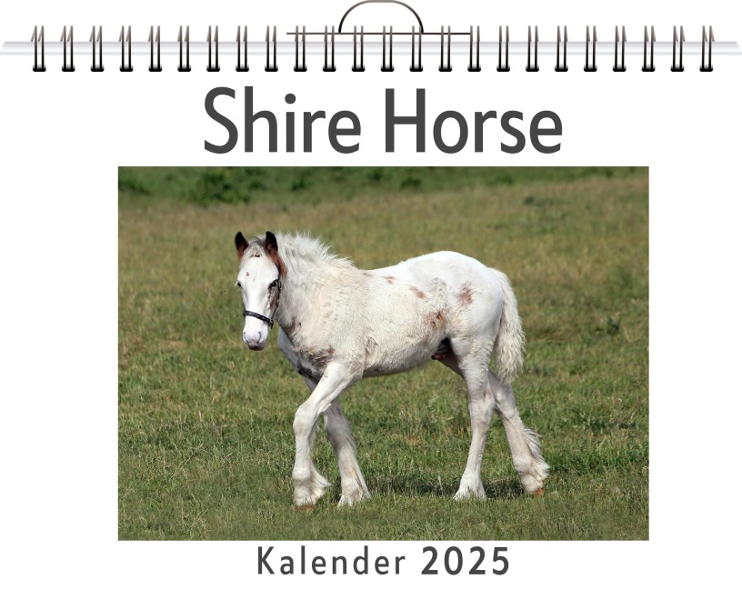 Shire Horse - Matteo Lehmann