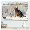 Junge Deutsche Schäferhunde (hochwertiger Premium Wandkalender 2025 DIN A2 quer), Kunstdruck in Hochglanz - Petra Schiller