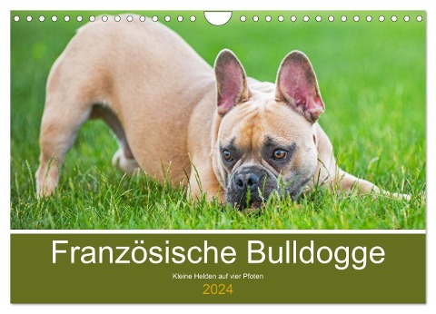 Französische Bulldogge - Kleine Helden auf vier Pfoten (Wandkalender 2024 DIN A4 quer), CALVENDO Monatskalender - Sigrid Starick