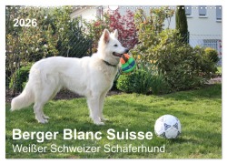 Cover-Bild zum Titel 'Berger Blanc Suisse - Weißer Schweizer Schäferhund (Wandkalender 2026 DIN A3 quer), CALVENDO Monatskalender' von 'Margarete Brunhilde Kesting'