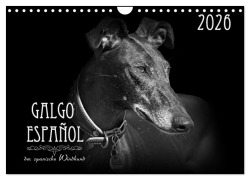 Cover-Bild zum Titel 'Galgo Español - der spanische Windhund 2026 (Wandkalender 2026 DIN A4 quer), CALVENDO Monatskalender' von 'Pfoten-Design Andrea Redecker'