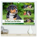 Ein Hund zum Verlieben - Großer Schweizer Sennenhund (hochwertiger Premium Wandkalender 2025 DIN A2 quer), Kunstdruck in Hochglanz - 