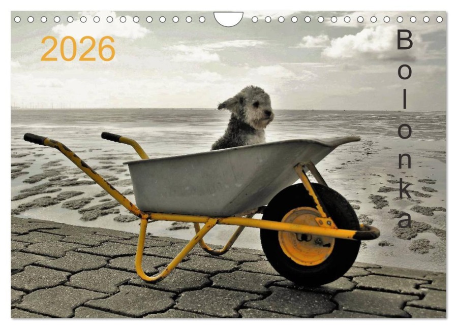 Bolonka 2026 (Wandkalender 2026 DIN A4 quer), CALVENDO Monatskalender - C. Winnen