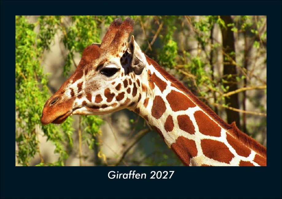 Giraffen 2027 Fotokalender DIN A5 - Tobias Schmitt, Kevin Heber