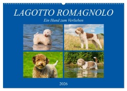 Lagotto Romagnolo - Ein Hund zum Verlieben (Wandkalender 2026 DIN A2 quer), CALVENDO Monatskalender - 