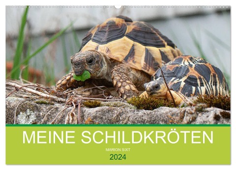Meine Schildkröten (Wandkalender 2024 DIN A2 quer), CALVENDO Monatskalender - Marion Sixt