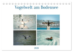 Cover-Bild zum Titel 'Vogelwelt am Bodensee 2026 (Tischkalender 2026 DIN A5 quer), CALVENDO Monatskalender' von 'Ralf kaufmann Fotos'
