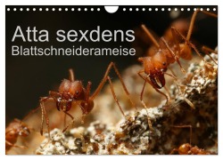 Atta sexdens - Blattschneiderameise (Wandkalender 2026 DIN A4 quer), CALVENDO Monatskalender - Roland Störmer