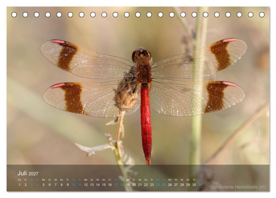 InsideView 12