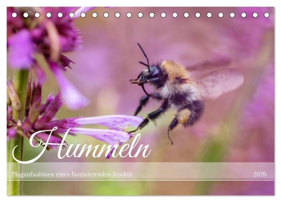 Hummeln - Flugaufnahmen eines faszinierenden Insekts (Tischkalender 2026 DIN A5 quer), CALVENDO Monatskalender - Christian Müller