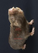 Cover-Bild zum Titel 'Double Negatives' von 'Scott Tienken'