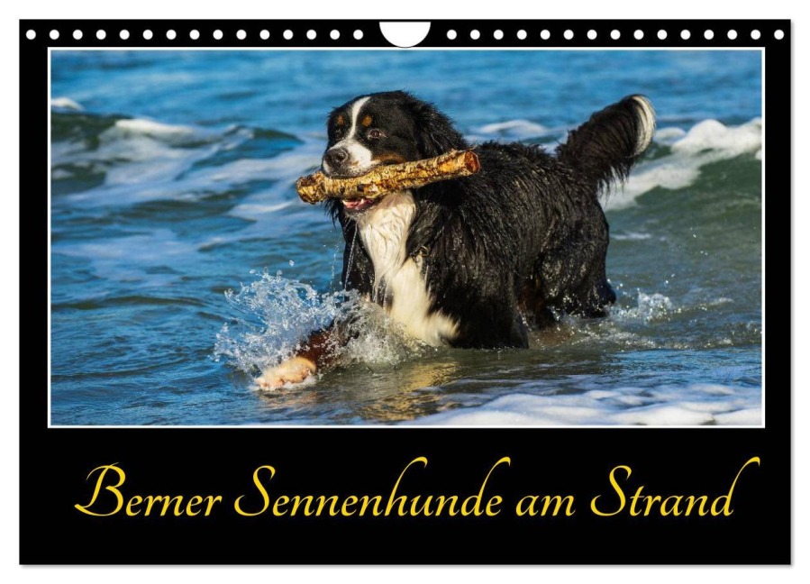 Berner Sennenhunde am Strand (Wandkalender 2026 DIN A4 quer), CALVENDO Monatskalender - Sigrid Starick