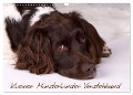 Kleiner Münsterländer Vorstehhund (Wandkalender 2024 DIN A3 quer), CALVENDO Monatskalender - Nadine Gerlach
