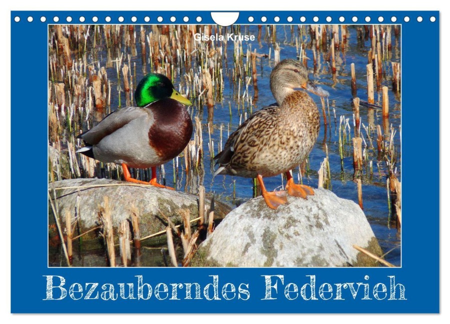 Bezauberndes Federvieh (Wandkalender 2026 DIN A4 quer), CALVENDO Monatskalender - Gisela Kruse