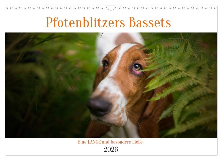 Der Basset, eine LANGE und besondere Liebe (Wandkalender 2026 DIN A3 quer), CALVENDO Monatskalender - Pfotenblitzer Tierfotografie
