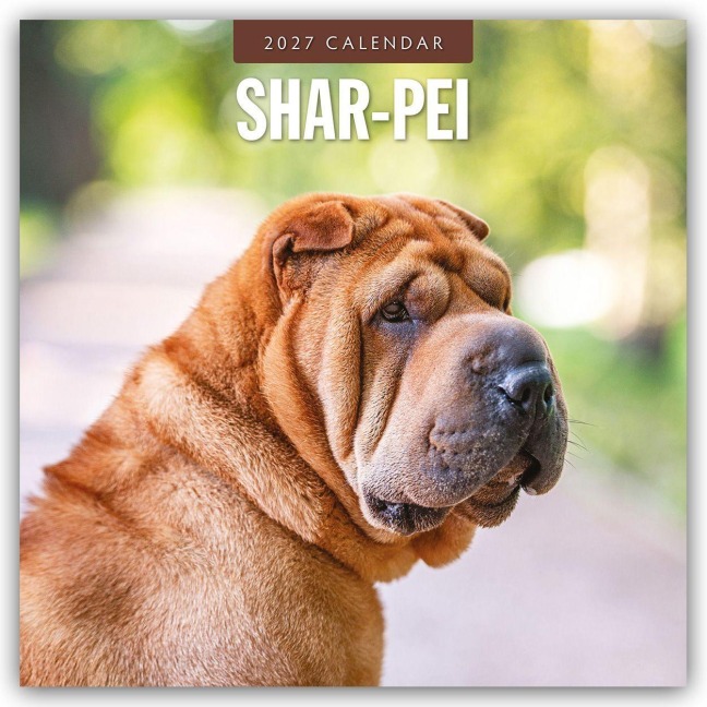 Shar-Pei - Chinesischer Faltenhund 2027 - 16-Monatskalender - Robin Red