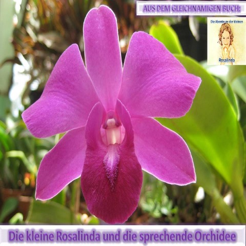 Rosalinda und die sprechende Orchidee - Monika Schuberth