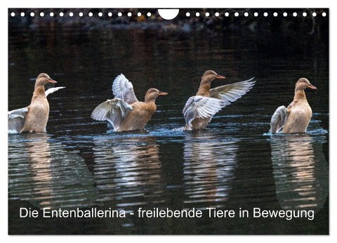Die Entenballerina - freilebende Tiere in Bewegung (Wandkalender 2025 DIN A4 quer), CALVENDO Monatskalender - Bruno Pohl